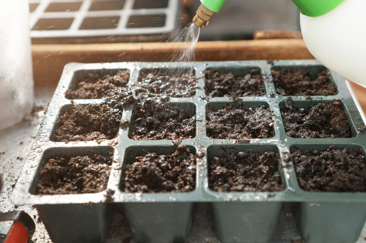 Watering seeds in seed trays