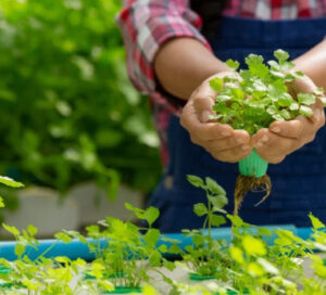 Hydrophonics