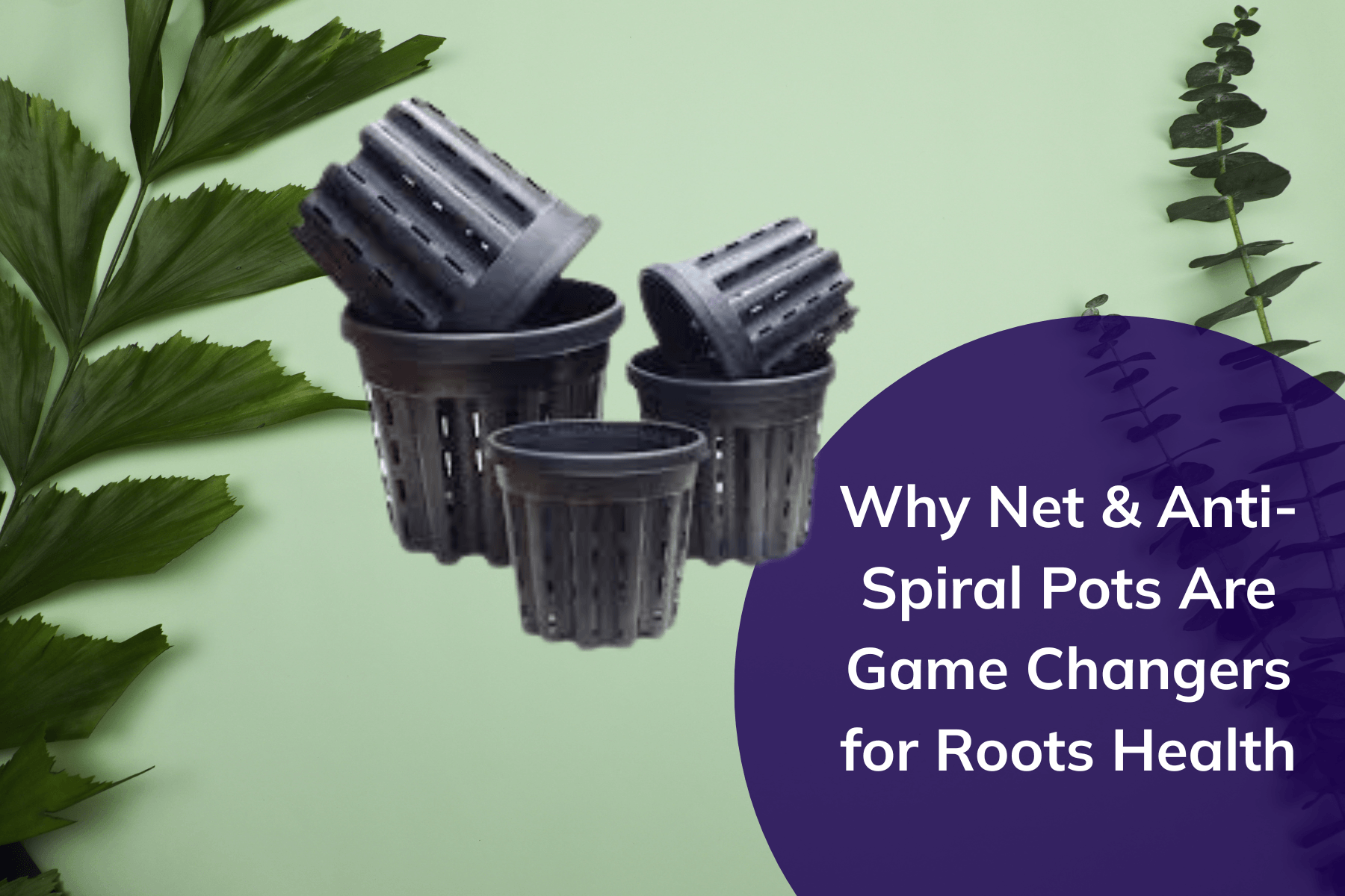 Why Net & Anti-Spiral Pots Are Game Changers for Root Health