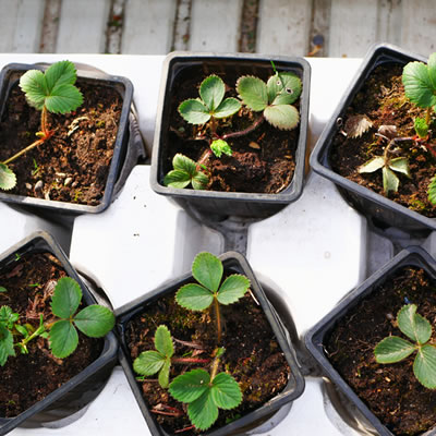 Square pots category