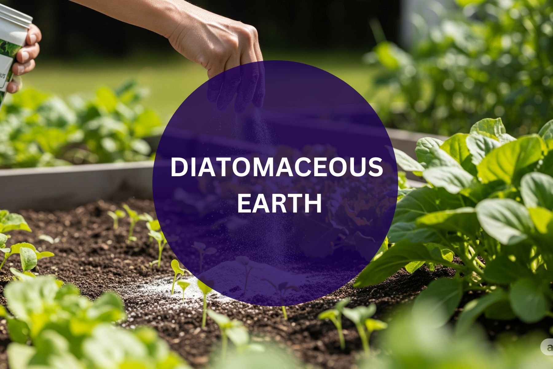 I Used Diatomaceous Earth in My Garden, Here’s What Actually Happens