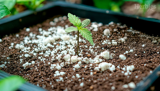 Ashigarden perlite