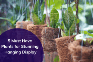 5 Must-Have Plants for Stunning Hanging Displays