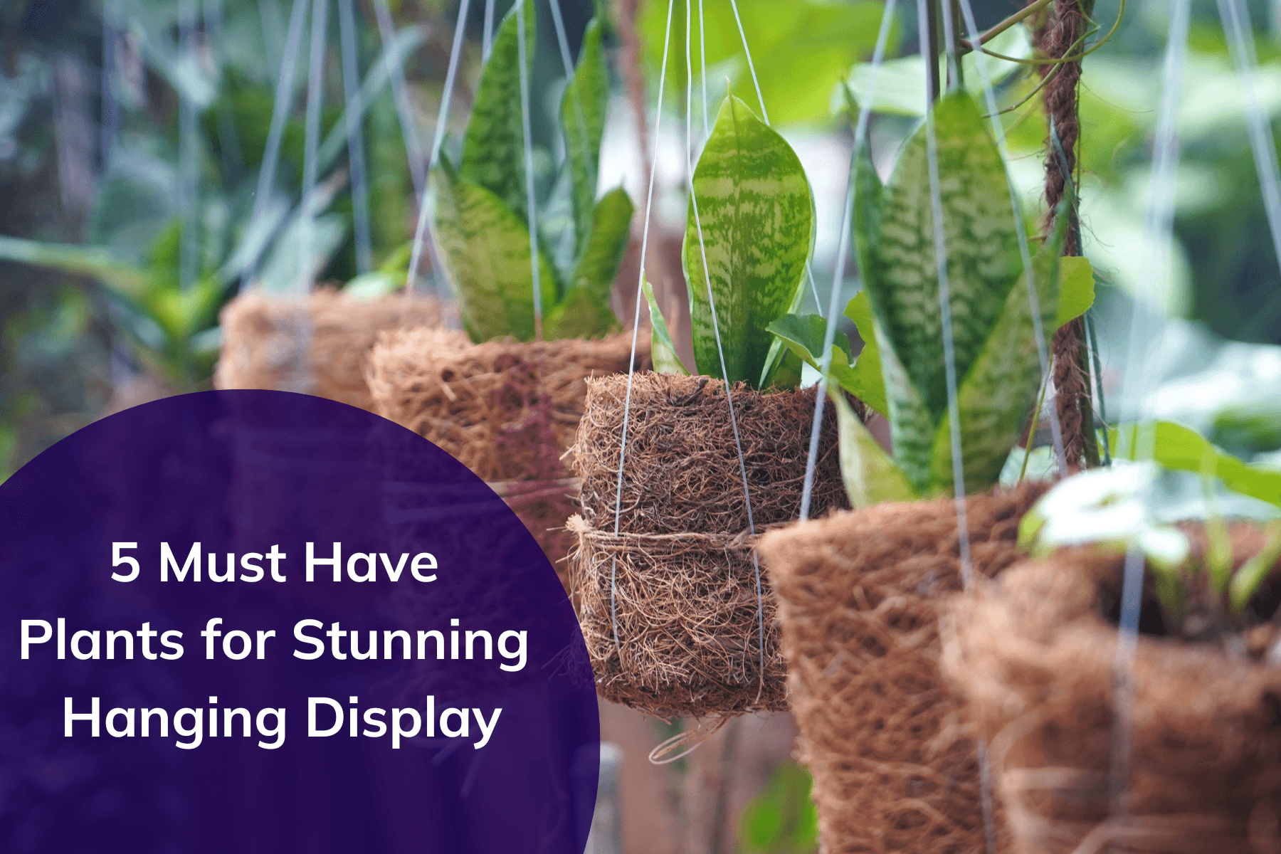5 Must-Have Plants for Stunning Hanging Displays