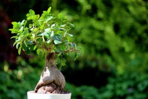 Bonsai