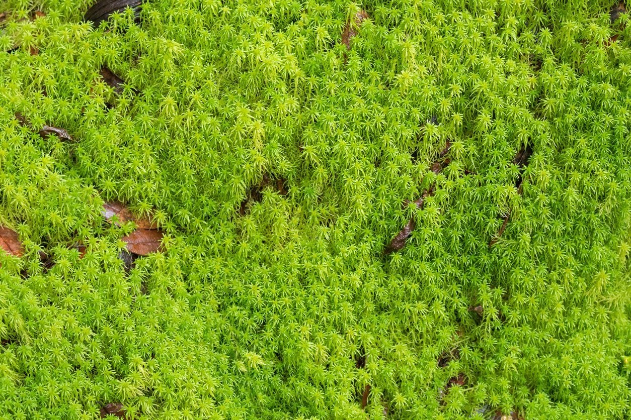 Ashi Peat Moss
