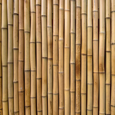 Bamboo