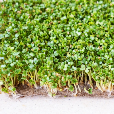 Peat & sphagnum moss