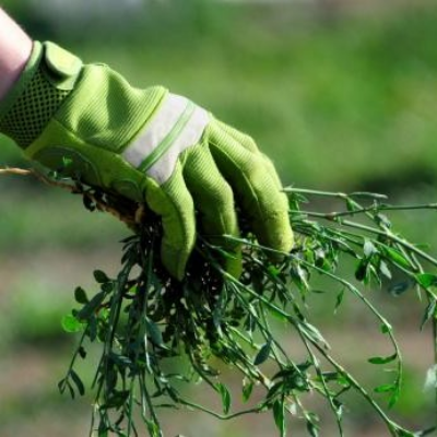 Weed control 1