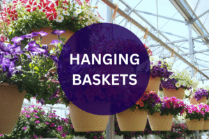 Hanging Baskets