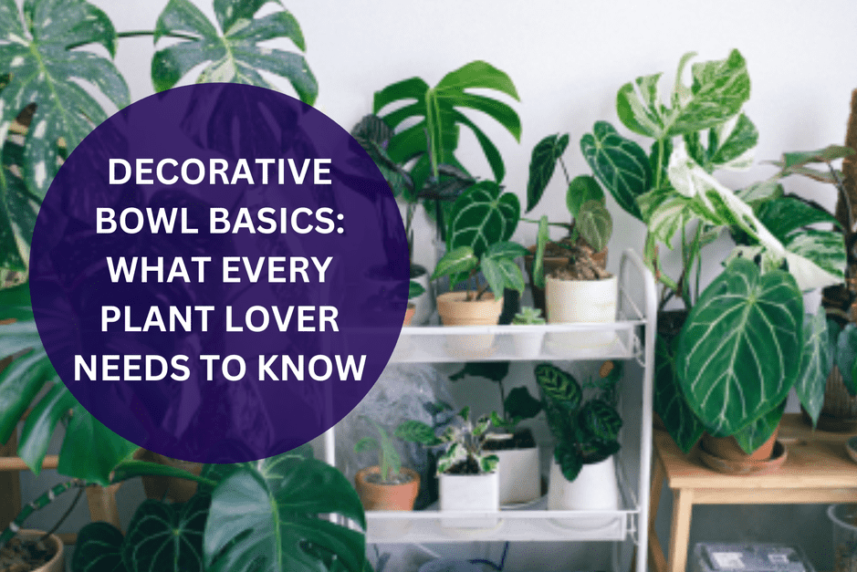 Indoor Plants