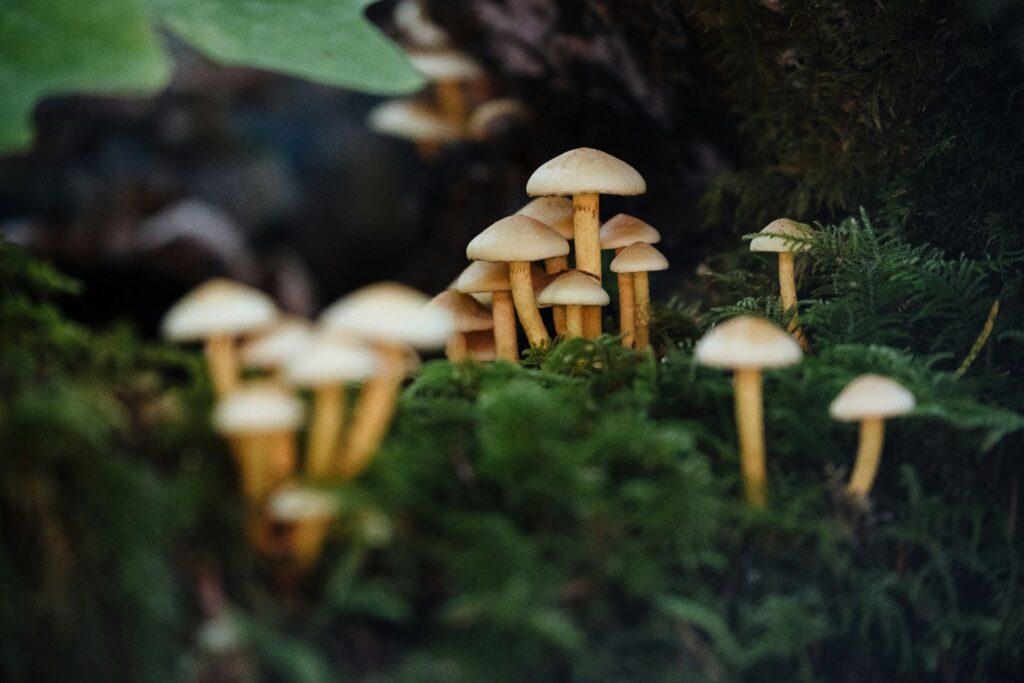 Garden fungal disease treatment products
