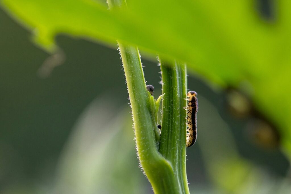 Garden pest and insect sprays and treatments
