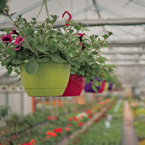 Hanging baskets for plants in Australia