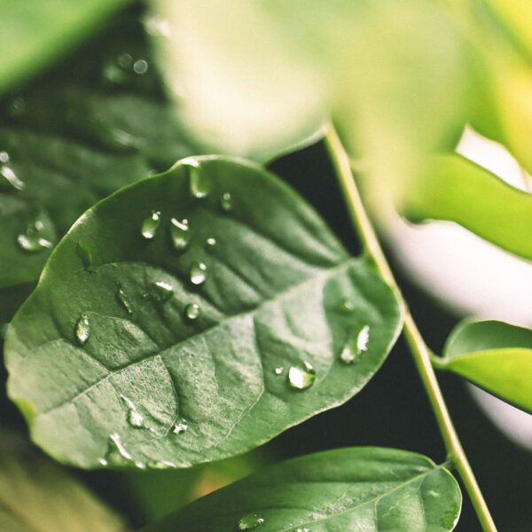 Hydroponic gardening supplies in Australia