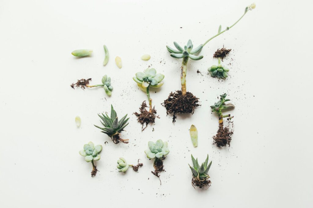 Plan Repot Growing Media For Bonsai Trees