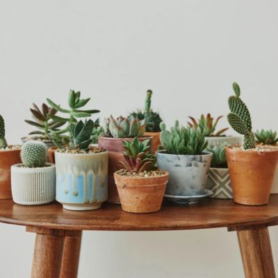 Plant pots from Ashi Homes & Gardens