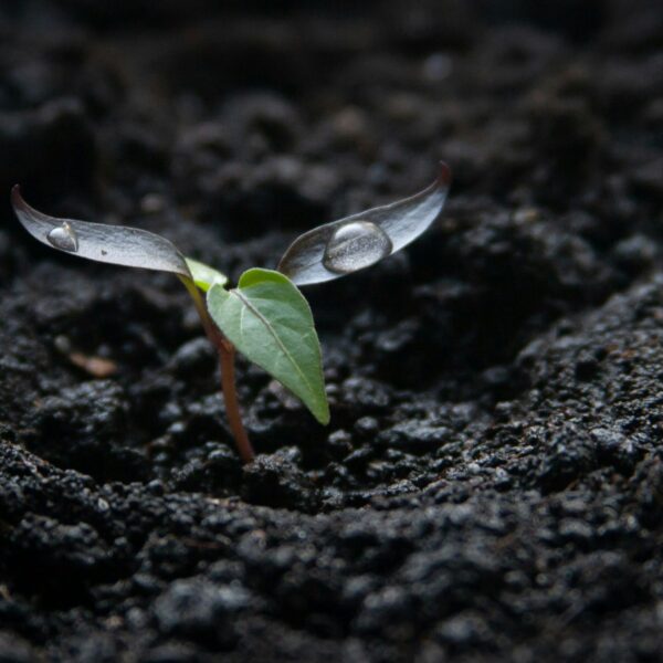 Plant propagation supplies in Australia