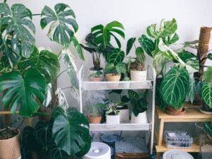 Indoor Plants