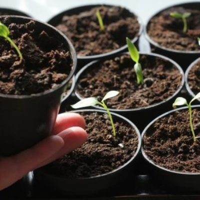 Net pots and anti-spiral plant pots