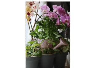 orchid pots