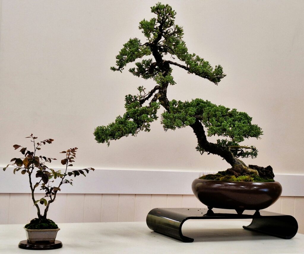 Bonsai tree supplies from Ashi Homes & Gardens