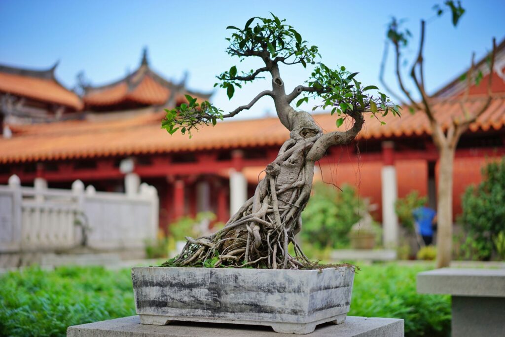 Bonsai tree supplies in Underwood