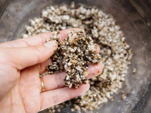 Perlite in Potting Mix for Healthier Roots