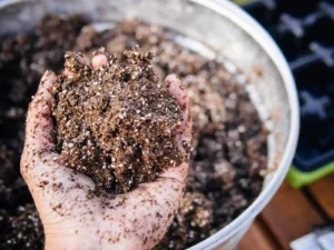 Perlite in Potting Mix for Healthier Roots