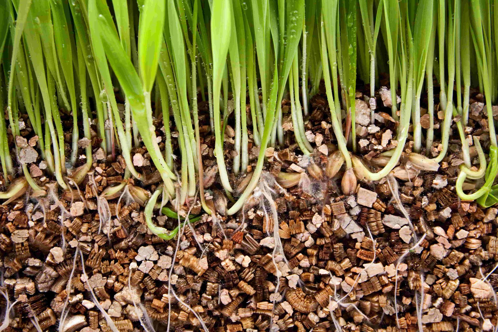 Vermiculite for Seedlings: How to Use It for Better Propagation Results