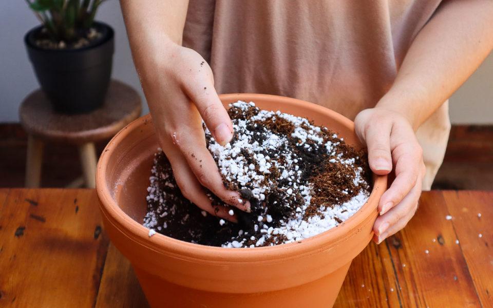 What Is Perlite and Why Do Gardeners Add It to Soil Mixes