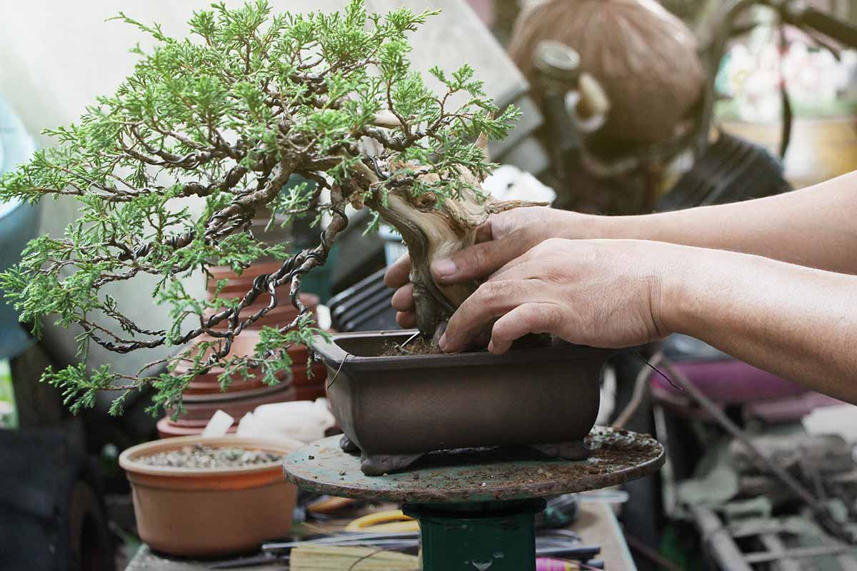 How to Create a Bonsai Soil Mix Using Akadama